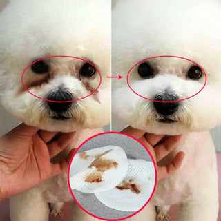 Pet Wet Wipes ALODIA STORE