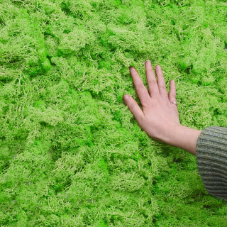 20/40g Artificial Green Plants Eternal Life Moss Grass Home Living Room Garden Decoration Mini Landscape Fake Flower DIY Crafts ALODIA STORE