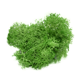 20/40g Artificial Green Plants Eternal Life Moss Grass Home Living Room Garden Decoration Mini Landscape Fake Flower DIY Crafts ALODIA STORE