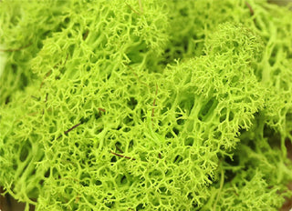 20g Artificial plant eternal life moss / Garden home decoration wall DIY Flower material Mini Garden Micro Landscape Accessories ALODIA STORE