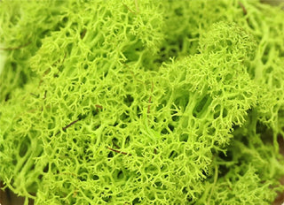 20g Artificial plant eternal life moss / Garden home decoration wall DIY Flower material Mini Garden Micro Landscape Accessories ALODIA STORE