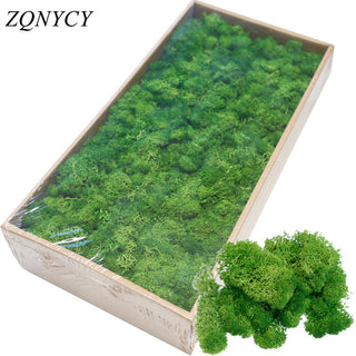 20/40g Artificial Green Plants Eternal Life Moss Grass Home Living Room Garden Decoration Mini Landscape Fake Flower DIY Crafts ALODIA STORE
