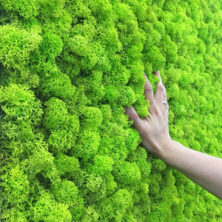 20g Artificial plant eternal life moss / Garden home decoration wall DIY Flower material Mini Garden Micro Landscape Accessories ALODIA STORE