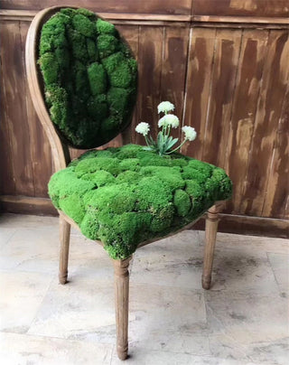20g Artificial plant eternal life moss / Garden home decoration wall DIY Flower material Mini Garden Micro Landscape Accessories ALODIA STORE