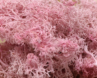 20g Artificial plant eternal life moss / Garden home decoration wall DIY Flower material Mini Garden Micro Landscape Accessories ALODIA STORE