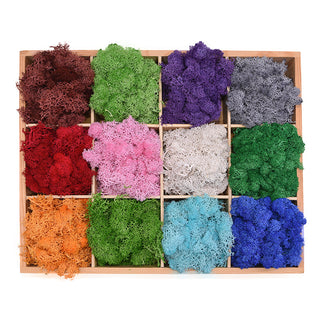 20/40g Artificial Green Plants Eternal Life Moss Grass Home Living Room Garden Decoration Mini Landscape Fake Flower DIY Crafts ALODIA STORE