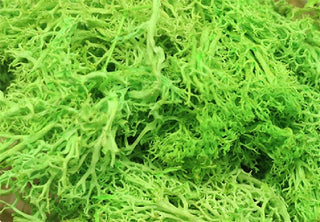 20g Artificial plant eternal life moss / Garden home decoration wall DIY Flower material Mini Garden Micro Landscape Accessories ALODIA STORE