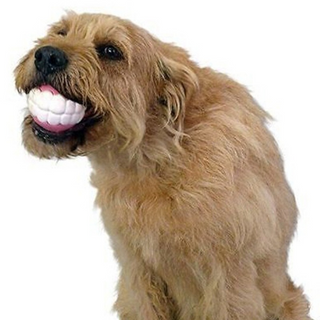 Pet Ball Teeth Silicon Chew Toys for Large Breeds ALODIA STORE